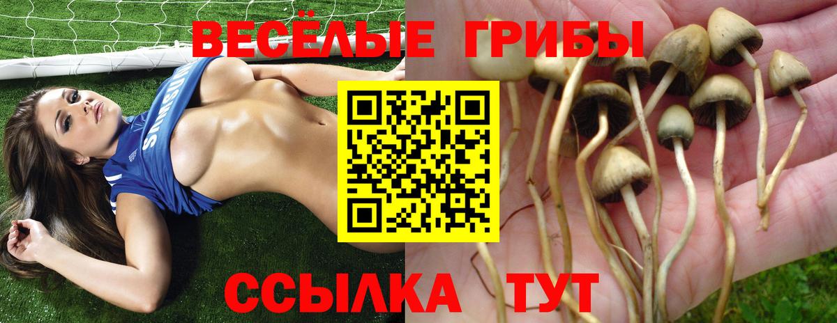 где купить наркоту  Вход с VPN  Орёл  Галлюциногенные грибы Cubensis 